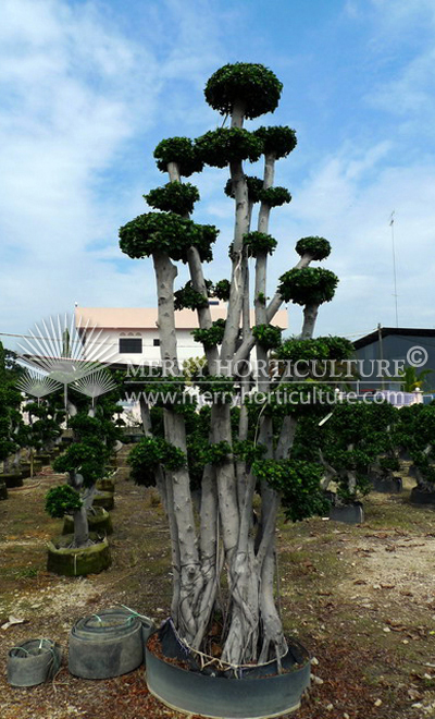 Ficus bonsai
